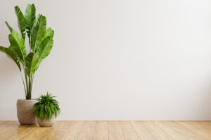 indoor plants in a white walled empty room